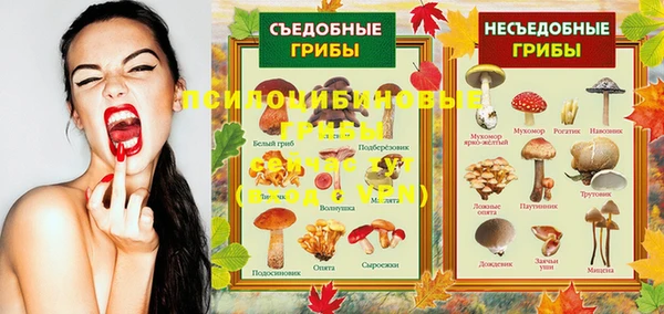 стаф Белокуриха
